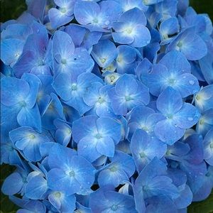 Meet your Posher, Celina